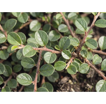 Detail skalníku (Cotoneaster dammeri) s malými oválnými zelenými listy na červenohnědých větvích.