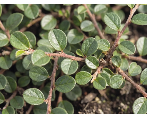 Detail skalníku (Cotoneaster dammeri) s malými oválnými zelenými listy na červenohnědých větvích.