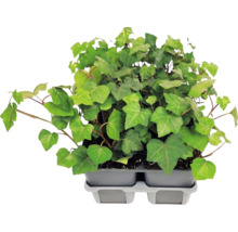 Břečťan popínavý (Hedera helix) s laločnatými listy v šedém plastovém pěstebním tácu.