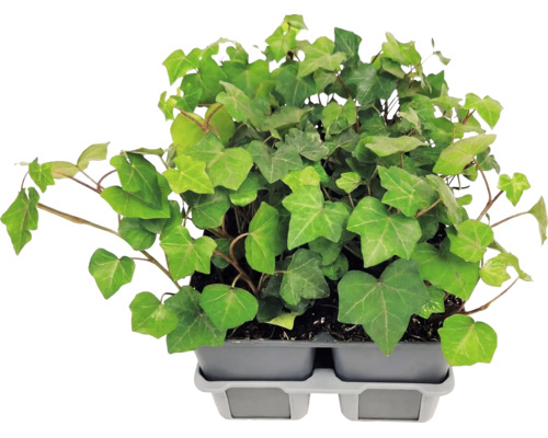 Břečťan popínavý (Hedera helix) s laločnatými listy v šedém plastovém pěstebním tácu.