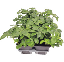 Půdopokryvná rostlina tlustonitník Pachysandra terminalis v pěstebním platu