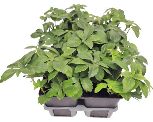 Půdopokryvná rostlina tlustonitník Pachysandra terminalis v pěstebním platu