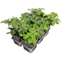 Půdopokryvná rostlina Pachysandra terminalis tlustonažník klasnatý v sadbovači s několika květináči.