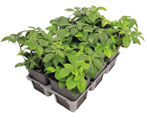 Půdopokryvná rostlina Pachysandra terminalis tlustonažník klasnatý v sadbovači s několika květináči.