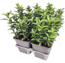 Brslen japonský Euonymus japonicus v pěstebních květináčích na plastovém podnosu.