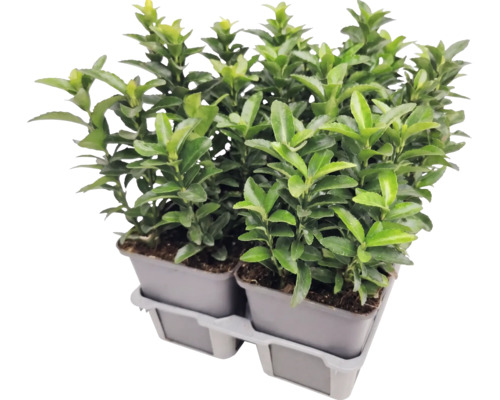Brslen japonský Euonymus japonicus v pěstebních květináčích na plastovém podnosu.