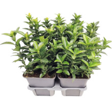 Brslen japonský Euonymus japonicus v pěstebním květináči, stálezelená rostlina pro živý plot na zahradu.