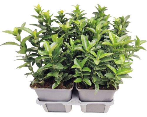 Brslen japonský Euonymus japonicus v pěstebním květináči, stálezelená rostlina pro živý plot na zahradu.