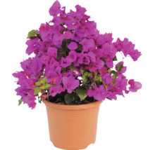 Bougainvillea s fialovými květy v terakotovém květináči.