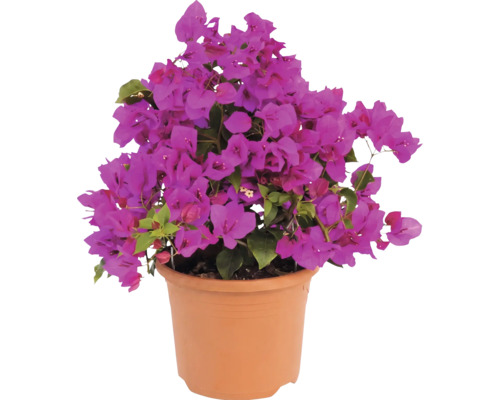 Bougainvillea s fialovými květy v terakotovém květináči.
