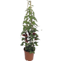 Černooká Zuzana (Thunbergia alata) s oranžovo-hnědými květy v květináči s bambusovou oporou.