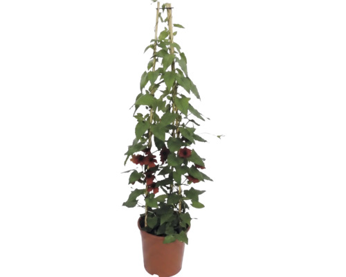Černooká Zuzana (Thunbergia alata) s oranžovo-hnědými květy v květináči s bambusovou oporou.