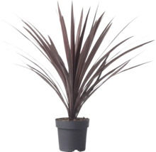 Cordyline australis Red Star s dlouhými mečovitými tmavě červenými listy v plastovém květináči.