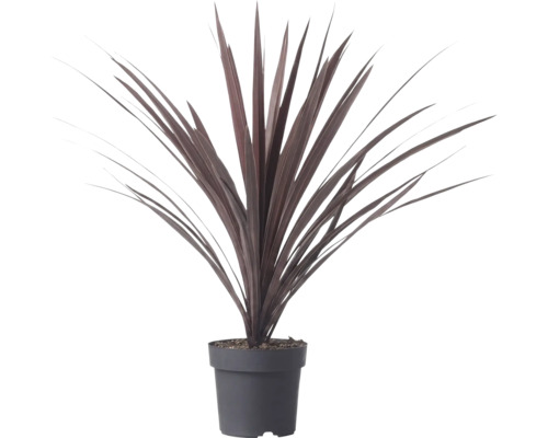 Cordyline australis Red Star s dlouhými mečovitými tmavě červenými listy v plastovém květináči.