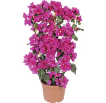 Růžová Bougainvillea v plastovém květináči s bambusovou oporou.