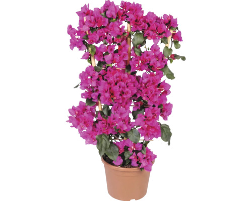 Růžová Bougainvillea v plastovém květináči s bambusovou oporou.