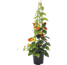 Smatovka křídlatá (Thunbergia alata) v květináči s bambusovou oporou, žluté a oranžové květy s tmavým středem.