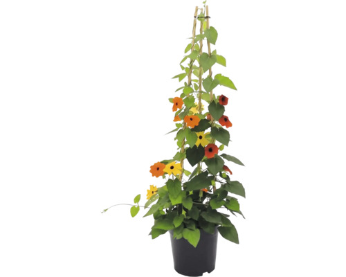Smatovka křídlatá (Thunbergia alata) v květináči s bambusovou oporou, žluté a oranžové květy s tmavým středem.