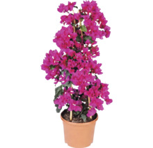 Bougainvillea s růžovými listeny v květináči s bambusovou opěrou.