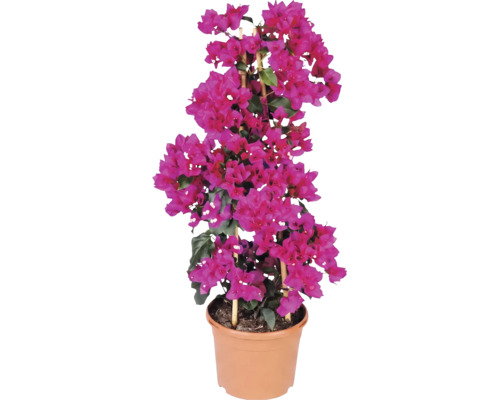 Bougainvillea s růžovými listeny v květináči s bambusovou opěrou.