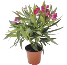 Oleandr obecný Nerium oleander s růžovými květy v květináči