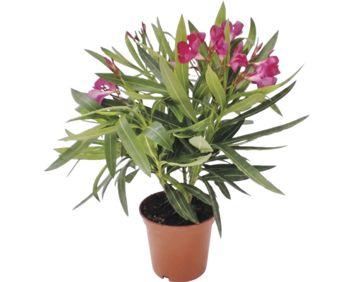 Oleandr obecný Nerium oleander s růžovými květy v květináči