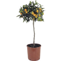 Kumkvát na kmínku Citrus japonica s oranžovými plody a zelenými listy v hnědém plastovém květináči.