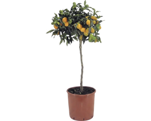 Kumkvát na kmínku Citrus japonica s oranžovými plody a zelenými listy v hnědém plastovém květináči.
