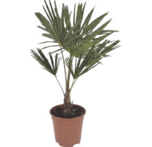 Palma konopná Trachycarpus fortunei s vějířovitými listy v hnědém plastovém květináči.