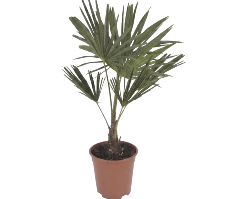 Palma konopná Trachycarpus fortunei s vějířovitými listy v hnědém plastovém květináči.