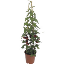Černooká Zuzana (Thunbergia alata) s oranžovými květy na bambusové opoře v květináči.