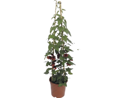 Černooká Zuzana (Thunbergia alata) s oranžovými květy na bambusové opoře v květináči.