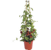Pnoucí Černooká Zuzana (Thunbergia alata) s červenými květy v květináči na bambusové opoře.