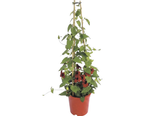 Pnoucí Černooká Zuzana (Thunbergia alata) s červenými květy v květináči na bambusové opoře.