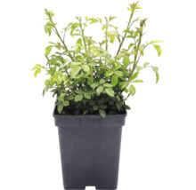 Růže půdopokryvná FloraSelf Rosa x hybrid 'The Fairy' 10-30 cm květináč 3 l