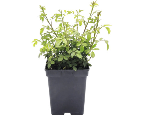 Růže půdopokryvná FloraSelf Rosa x hybrid 'The Fairy' 10-30 cm květináč 3 l