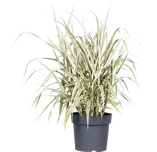 Trsť rákosovitá panašovaná FloraSelf Arundo donax 'Variegata' výška 30-100 cm květináč 3 l