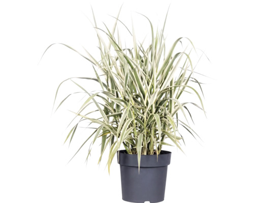 Trsť rákosovitá panašovaná FloraSelf Arundo donax 'Variegata' výška 30-100 cm květináč 3 l