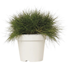 Kostřava metlovitá FloraSelf Festuca gautieri 'AmiGreen' výška 10-25 cm květináč 2 l