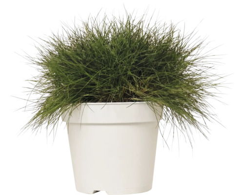 Kostřava metlovitá FloraSelf Festuca gautieri 'AmiGreen' výška 10-25 cm květináč 2 l
