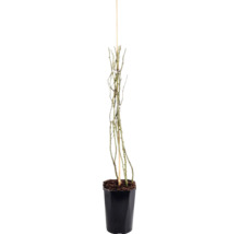 Růže pnoucí FloraSelf Rosa 'New Dawn' 50-80 cm květináč 3 l