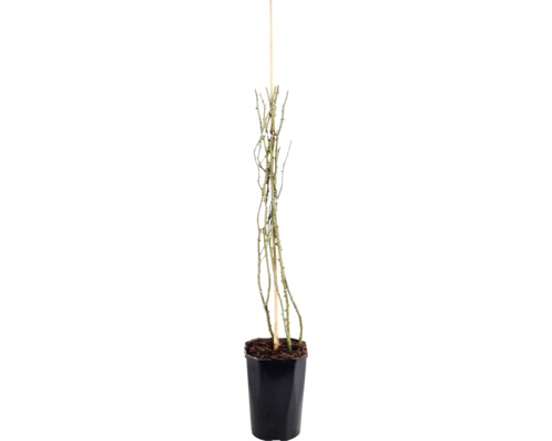 Růže pnoucí FloraSelf Rosa 'New Dawn' 50-80 cm květináč 3 l
