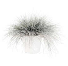 Kostřava popelavá FloraSelf Festuca glauca 'Intense Blue' 10-25 cm květináč 2 l