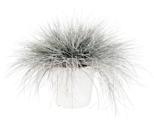 Kostřava popelavá FloraSelf Festuca glauca 'Intense Blue' 10-25 cm květináč 2 l