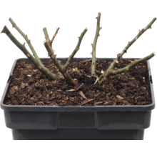 Růže půdopokryvná FloraSelf Rosa x hybrid 'The Fairy' 10-30 cm květináč 3 l