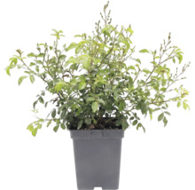 Růže půdopokryvná FloraSelf Rosa x hybrid 'The Fairy' 10-30 cm květináč 3 l