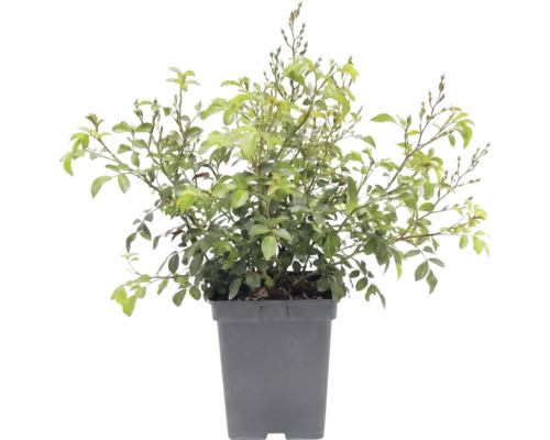 Růže půdopokryvná FloraSelf Rosa x hybrid 'The Fairy' 10-30 cm květináč 3 l