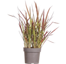 Lalang válcovitý Imperata cylindrica var.'Red Baron' 5-15 cm květináč Ø 14 cm