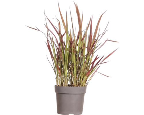Lalang válcovitý Imperata cylindrica var.'Red Baron' 5-15 cm květináč Ø 14 cm