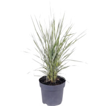 Okrasná tráva mix FloraSelf květináč 6 l 1 ks, různé druhy